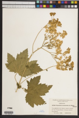 Filipendula occidentalis image