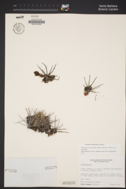Echinocereus maritimus image