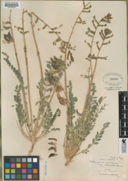 Astragalus remulcus var. chloridae image