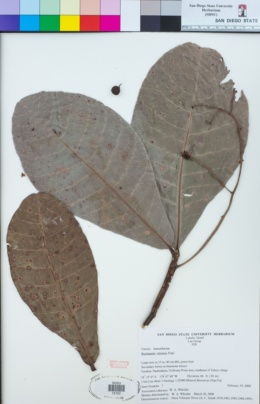 Image of Buchanania vitiensis