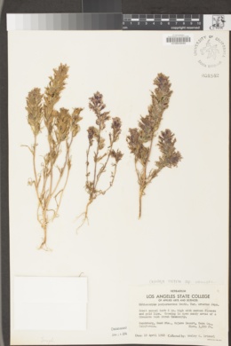 Castilleja exserta subsp. venusta image