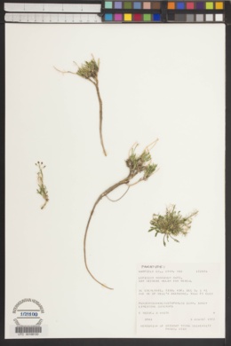 Lepidium montanum var. neeseae image
