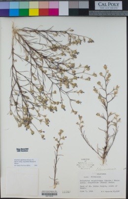 Eriastrum sapphirinum subsp. dasyanthum image