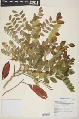 Caesalpinia violacea image