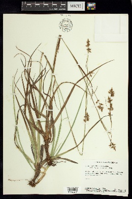 Carex humboldtiana image
