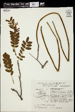Cassia hintonii image