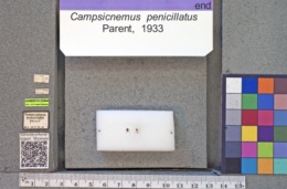 Image of Campsicnemus penicillatus