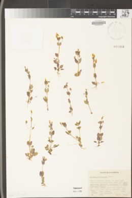 Erythranthe geniculata image
