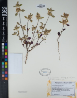 Acanthomintha lanceolata image