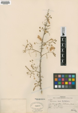 Mimosa rosei image