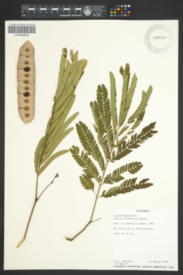 Image of Acacia glomerosa