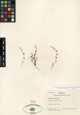 Image of Pectocarya chilensis