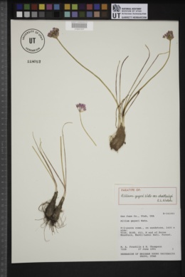 Allium geyeri var. chatterleyi image