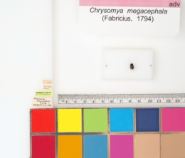 Chrysomya megacephala image