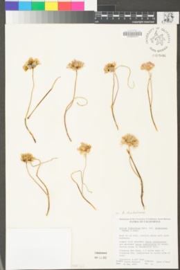Allium diabolense image