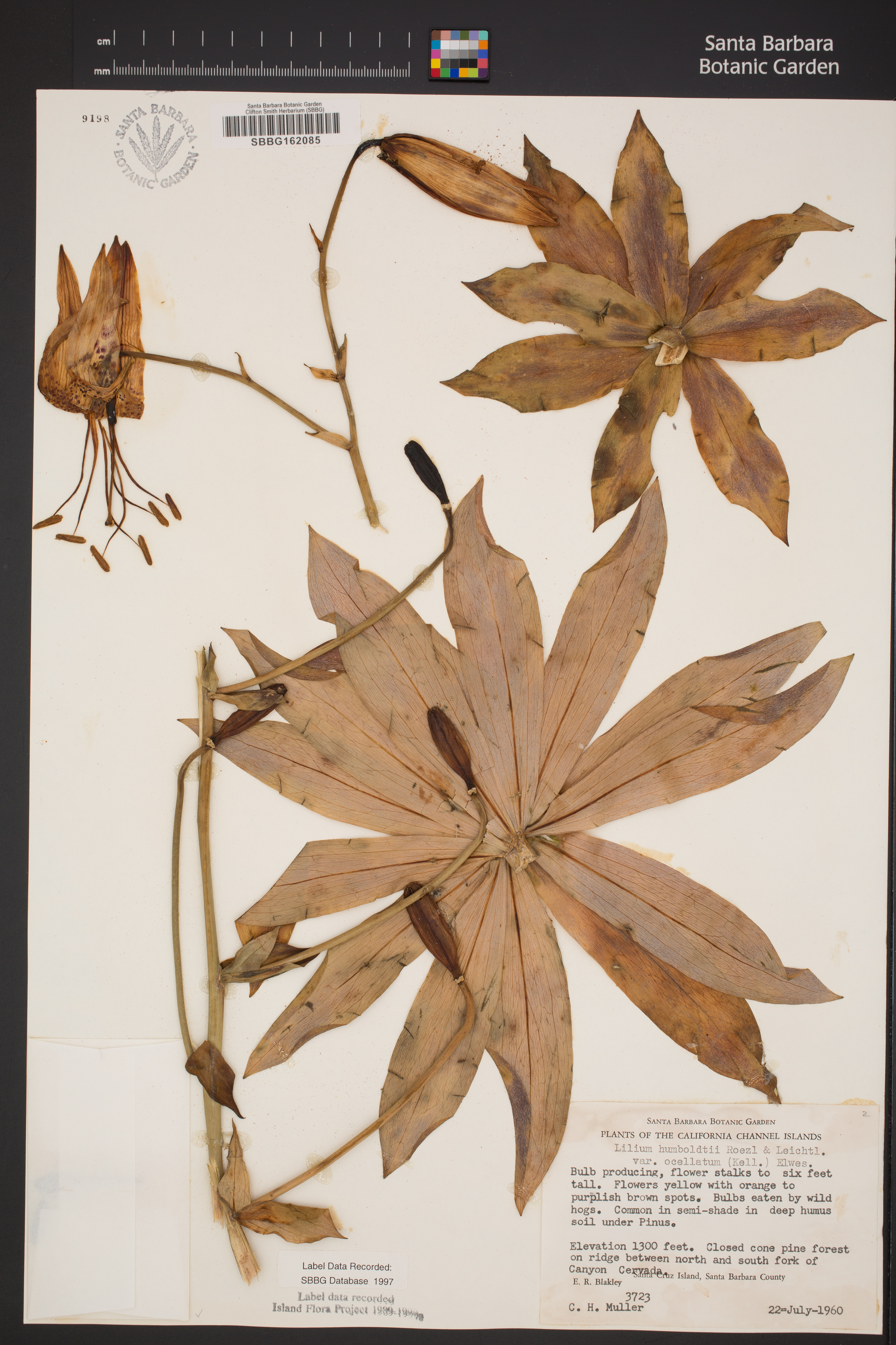 Lilium humboldtii subsp. ocellatum image