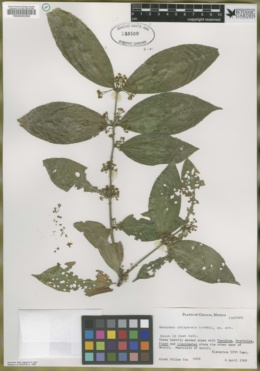 Image of Euonymus chiapensis