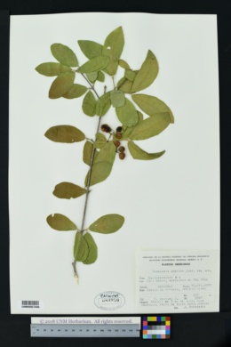 Image of Bunchosia montana