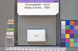 Image of Eurynogaster furva