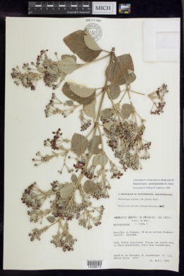 Image of Banisteriopsis quadriglandula