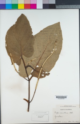 Image of Piper auritum
