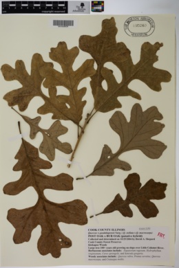 Quercus guadalupensis image
