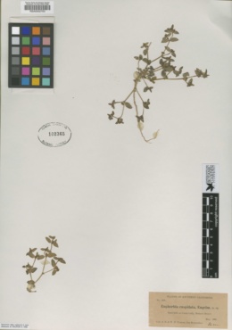 Image of Euphorbia cuspidata
