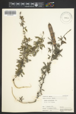 Acacia occidentalis image