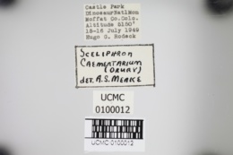 Sceliphron caementarium image