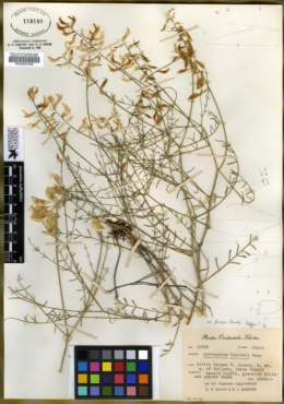 Astragalus cusickii var. flexilipes image