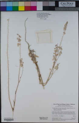 Thysanocarpus curvipes subsp. elegans image