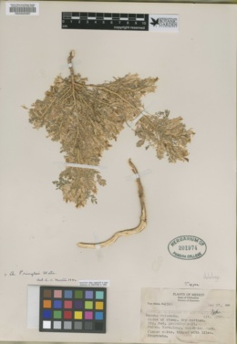 Astragalus mexiae image