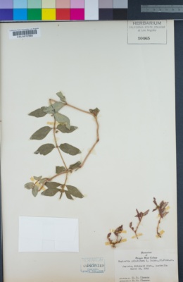Euphorbia pilulifera image