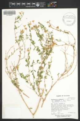 Fendlerella utahensis var. utahensis image