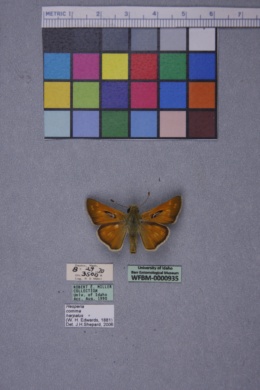 Hesperia colorado image