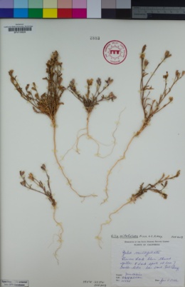 Image of Gilia millefoliata