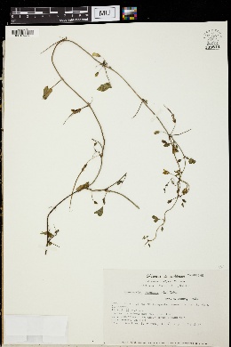 Image of Chaetocalyx scandens