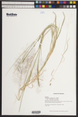 Sporobolus coahuilensis image