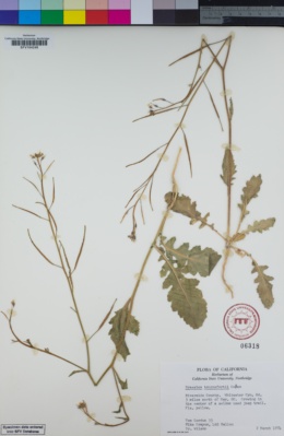 Image of Brassica tournefortii