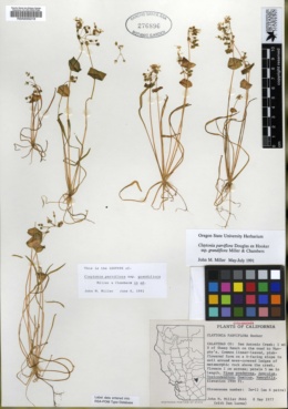 Claytonia parviflora subsp. grandiflora image