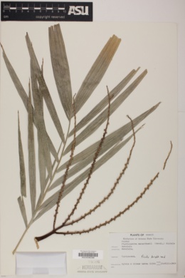 Ptychosperma macarthurii image