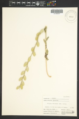 Image of Fibigia clypeata