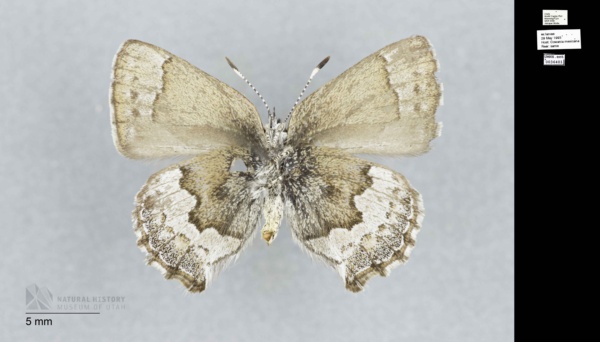 Callophrys fotis image