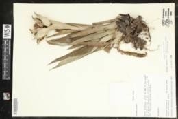 Image of Vriesea capitata