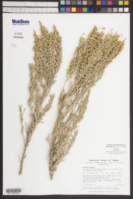 Artemisia tridentata × bonnevillensis image