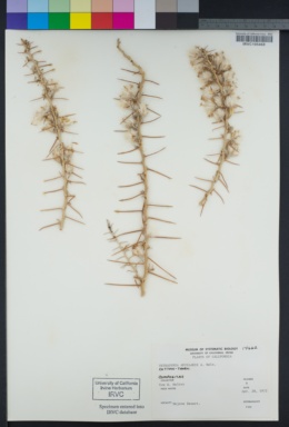 Tetradymia axillaris image