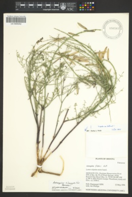 Astragalus titanophilus image