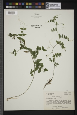 Vicia sepium image