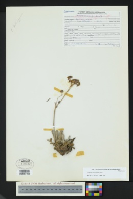 Image of Eriogonum hieraciifolium