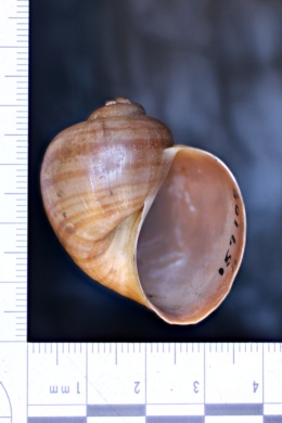 Image of Pomacea flagellata